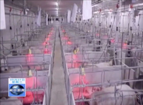 年出欄80萬(wàn)頭生豬養(yǎng)殖、屠宰及豬肉制品精深加工產(chǎn)業(yè)項(xiàng)目落地我市，助力煤炭及制品銷(xiāo)售升級(jí)